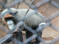 Banyak hewan dari luar negeri yang mengisi Batu Secret Zoo. Salah satunya adalah monyet ini yang berasal dari Afrika (Putri/detikTravel)