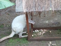 Hewan luar negeri lain yang bisa Anda lihat adalah kanguru. Kalau biasanya kanguru berambut cokelat atau abu-abu, Batu Secret Zoo punya kanguru berambut putih alias albino (Putri/detikTravel)