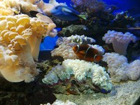Di bagian akuarium laut, Anda bisa melihat akuarium raksasa berisi biota laut. Mulai dari anemon hingga ikan badut ada di sini (Putri/detikTravel)