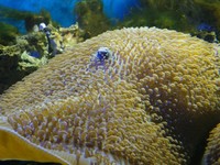 Bagai laut sungguhan, hampir semua biota terjaga dengan baik. Tanpa perlu menyelam, Anda bisa melihat alam bawah laut dengan mudah (Putri/detikTravel)