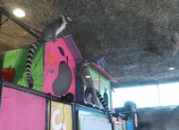 Lemur asli Madagaskar juga ada di Batu Secret Zoo. Tingkahnya yang lucu akan menggemaskan semua orang (Putri/detikTravel)