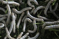 Ini dia ulat yang menghasilkan benang yang mahal. Nurcholis Anhari Lubis/Getty Images.