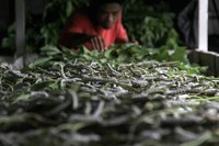 Untuk dapat memproduksi kokon, ulat ini diberi makan daun murbei. Nurcholis Anhari Lubis/Getty Images.