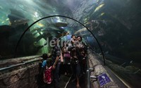 Sejumlah pengunjung melihat ikan di akuarium Seaworld, Ancol, Jakarta, Rabu (25/12/2013).