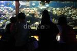 Libur Natal, Seaworld Ramai Pengunjung