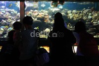 Seaworld menjadi salah satu tujuan wisata Jakarta saat musim libur karena bernilai edukatif.