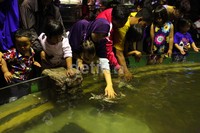Seorang anak tampak bermain dengan kura-kura.