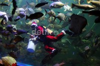 Seorang penyelam yang mengenakan kostum Sinterklas berenang di antara ikan-ikan di akuarium Seaworld.