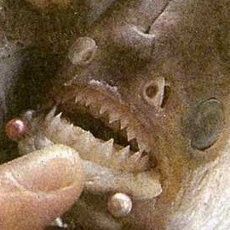Korban Luka Akibat Serangan Piranha di Argentina Jadi 70 Orang