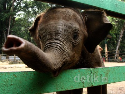 Koleksi Gajah Bonbin Ragunan Bertambah
