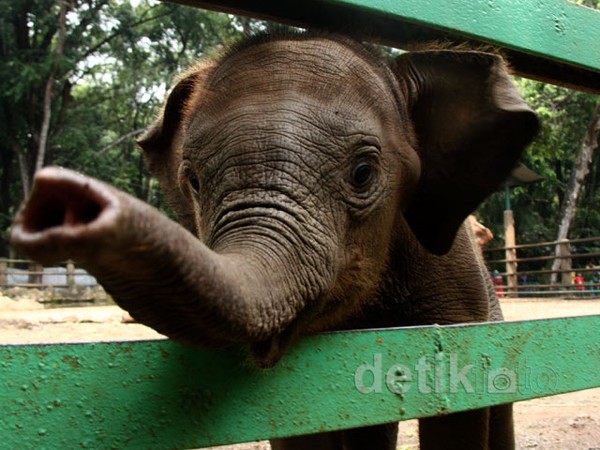Koleksi Gajah Bonbin Ragunan Bertambah