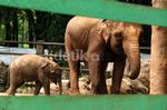 Koleksi Gajah Bonbin Ragunan Bertambah