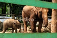 Kelahiran 2 anak gajah Sumatera di Taman Margasatwa Ragunan (TMR) menambah koleksi satwa tersebut menjadi 14 ekor.