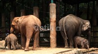 Sampai saat ini, kedua bayi gajah Sumatra ini masih belum memiliki nama.