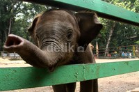 Bayi gajah jantan yang lahir pada 20 Oktober 2013 merupakan anak dari pasangan betina bernama Agustin (14 tahun) dan induk jantan bernama Arli (21 tahun).