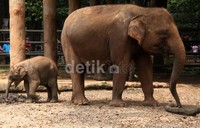 Sementara seekor anak gajah Sumatera berjenis kelamin betina lahir sehat dengan berat badan 100 kg, dari induk betina Mulyani berusia 25 tahun dan induk jantan Melki berusia 22 tahun. Bayi tersebut merupakan anak kedua Mulyani, setelah pada tahun 1999 Mulyani melahirkan Agustin di Taman Margasatwa Ragunan.