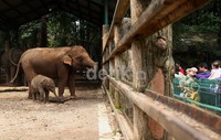 Gajah Sumatera adalah subspesies dari gajah Asia yang hanya berhabitat di pulau Sumatera. Populasinya semakin menurun dan menjadi spesies yang sangat terancam.