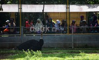 Ribuan orang memadati Taman Marga Satwa Ragunan.