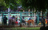 Membludakan pengunjung ini terjadi karena memasuki liburan Natal dan Tahun Baru serta merupakan hari libur sekolah.