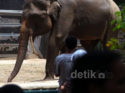 Ragunan Ramai Pengunjung