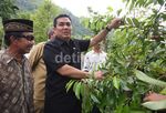 Helmy Faishal Zaini Tinjau Perkebunan Pala