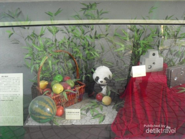 Libur Imlek Bersama Panda Lucu di Beijing Zoo