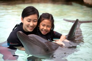 Asyiknya Bermain dengan Lumba-lumba yang Ramah di Dolphin Island