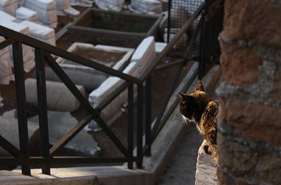 9 Destinasi untuk Pecinta Kucing (Bag 1)