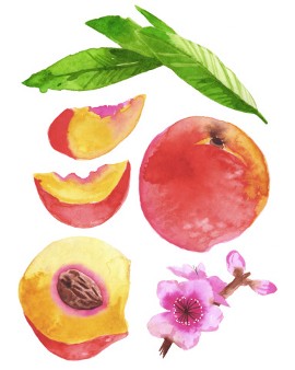 Tomat dan Mentimun, Sebenarnya Buah atau Sayur?