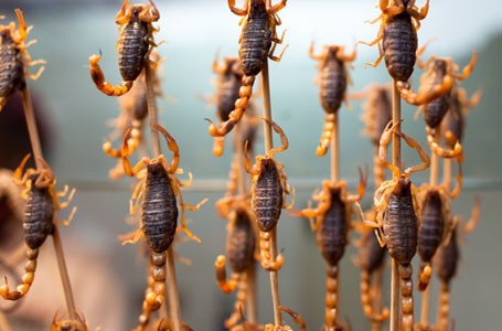 Serangga dan Daging Kuda Diprediksi Akan Makin Populer di Tahun 2014