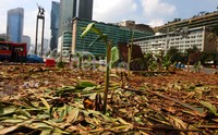 Taman dengan berbagai tanaman hias terlihat rusak.