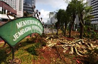 Sejumlah tanaman tampak mati.