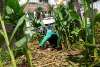 Seorang pekerja merapihkan tanaman yang rusak.