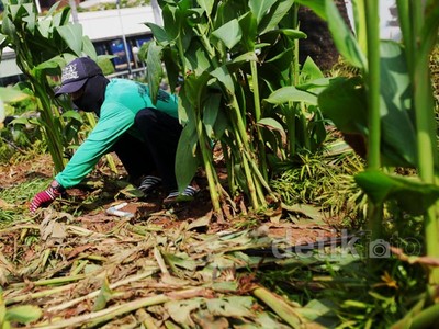 Taman di Sekitar Bundaran HI Rusak Terinjak-injak