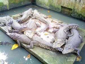 Hiii, Masih Ada Buaya di Medan!