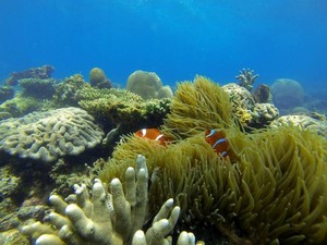 Siapa Sangka, Ada Tempat Snorkeling Keren di Kalsel!