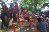 Beberapa wahana tunggang satwa seperti gajah dan unta banyak dipadati penunjung.     