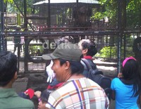 Kebun Binatang Surabaya masih menjadi lokasi wisata keluarga untuk menghabiskan liburan panjang pergantian tahun.