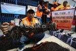 Semut Orange Operasi Ranjau Paku