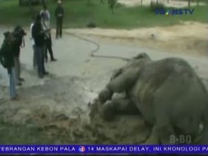 Over Dosis Obat Bius Gajah Betina Mati