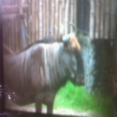 Gnu Koleksi KBS Mati Karena Kembung