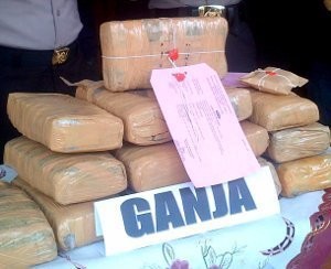 Sekuriti Ditangkap Polisi Karena Jadi Kurir 11 Kg Ganja