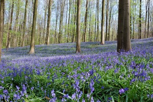Ajaib! Belgia Punya Hutan Berwarna Biru