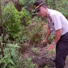 Ganja di Kawasan Bromo Sengaja Ditanam, Polisi Periksa Saksi-saksi