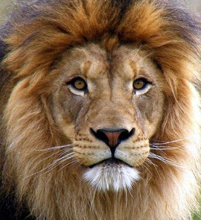 Michael, Singa Koleksi KBS Mati Terlilit Kawat Seling Kandang