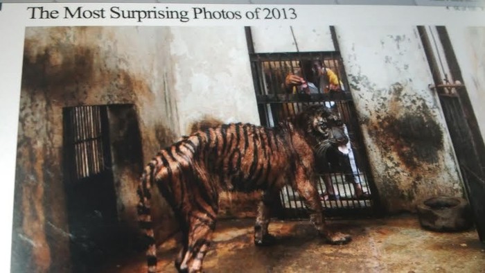 Foto Melani, Harimau Sumatera yang Kurus di KBS Jadi Pilihan Time