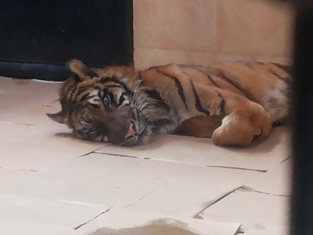 5 Cerita Pilu Tentang Melani, Harimau Sumatera yang Menghitung Hari