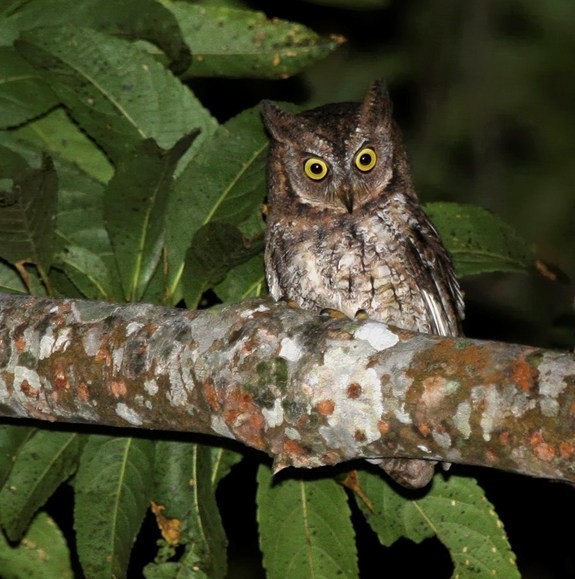 Burung Hantu Dan Hiu Di Indonesia Serta 8 Spesies Baru Ditemukan