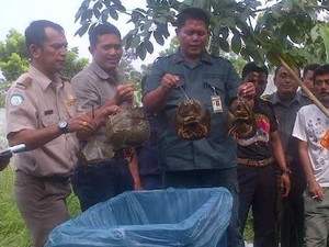 Hendak Diselundupkan ke Malaysia, 840 Ekor Blangkas Dimusnahkan