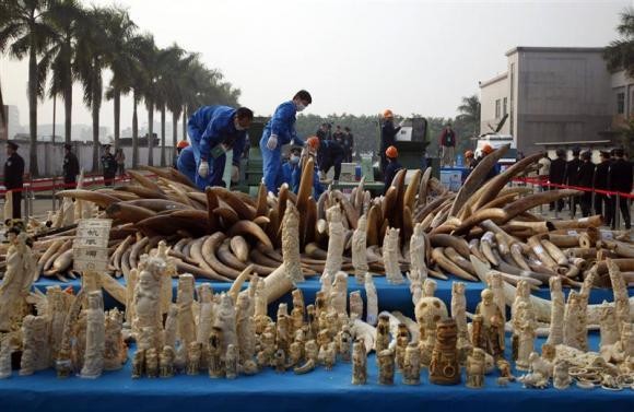 Pertama Kali, Pemerintah China Musnahkan 6,83 Ton Gading Ilegal
